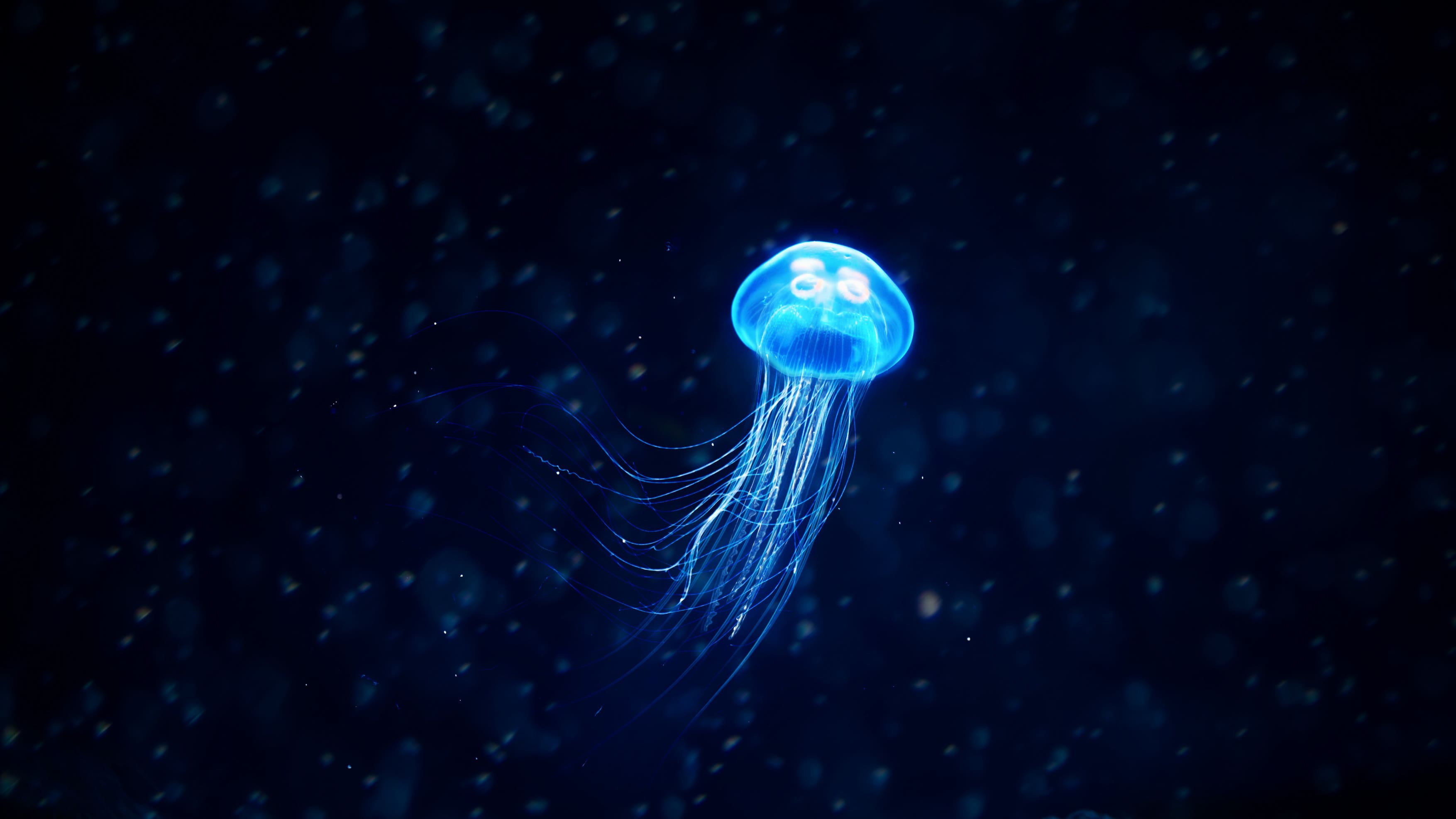 jellyfish platforms